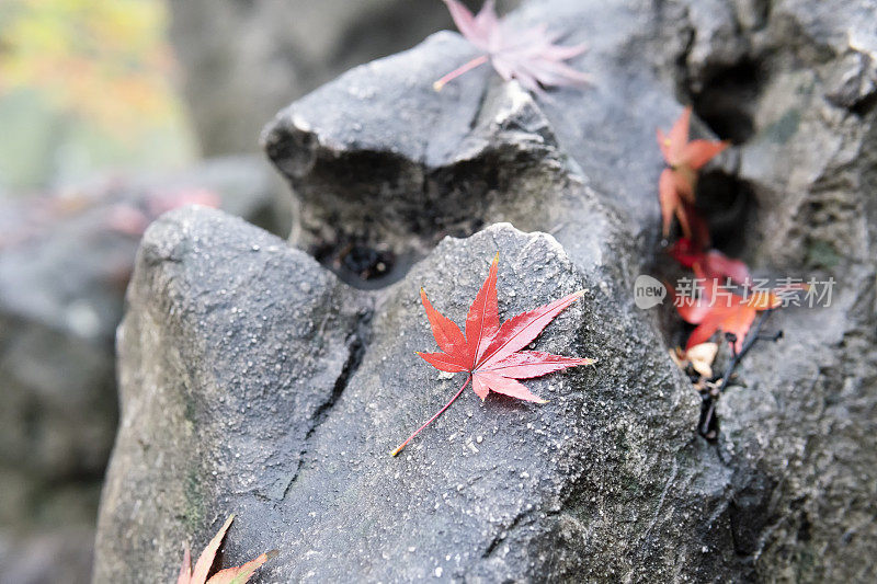 秋天，枫叶落在岩石上