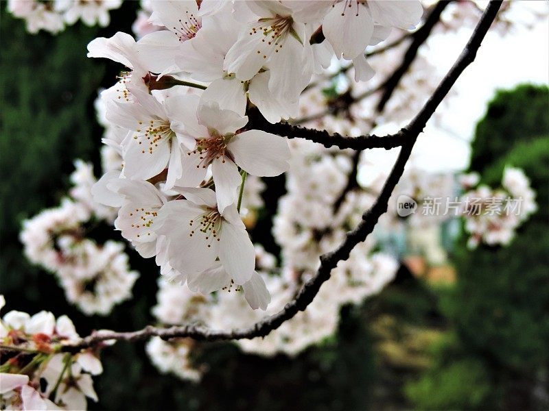 日本。3月。樱花开花。