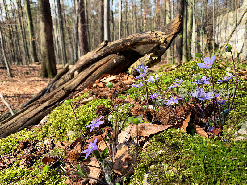 地苔在山毛榉林中开花。春天。