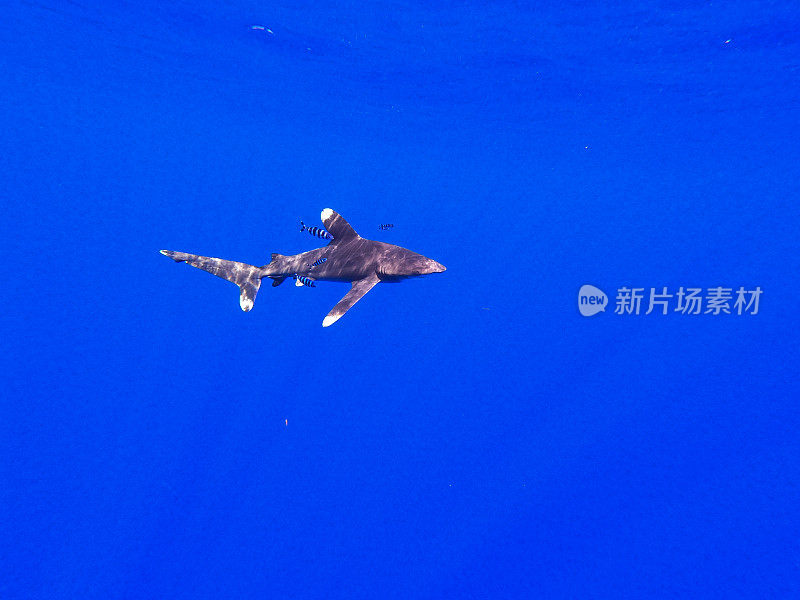 在夏威夷的深海中游动的海洋白鳍鲨。