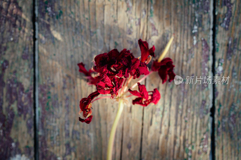 干燥的红色天竺葵花在乡村风化的木材背景