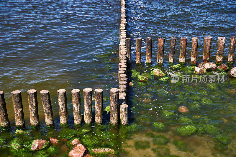 一排排古老的木制防波堤和海边的绿藻和海草
