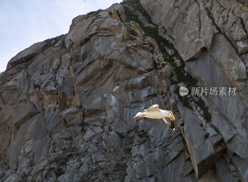 小丘加州湾