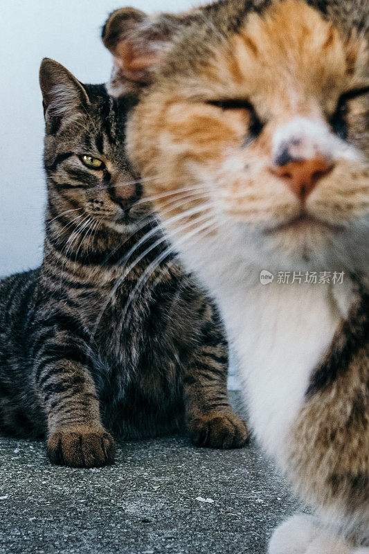 一只滑稽的脸朝上的猫和一只看着摄像机的猫