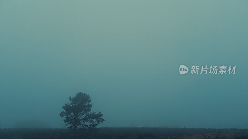 雾夜的孤独树
