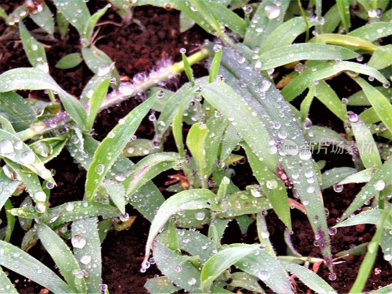 日本。6月。雨夜过后，晴朗的早晨。