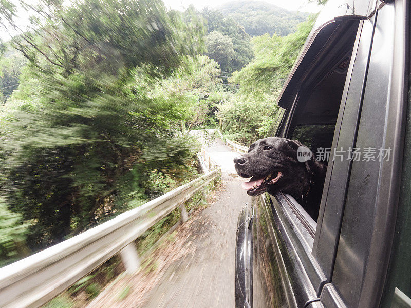 狗狗喜欢在车窗外的山路上冒险