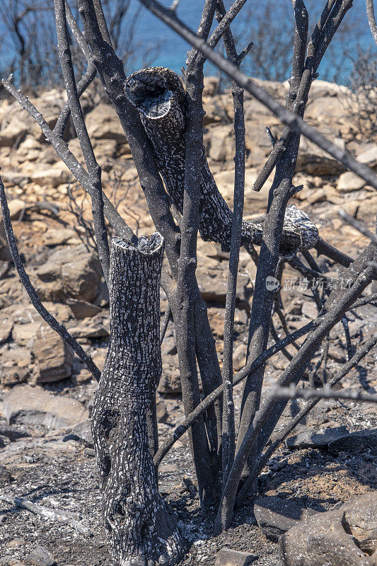 森林野火后受损的林地和树枝