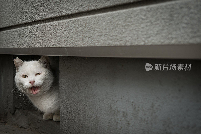 在白色的猫