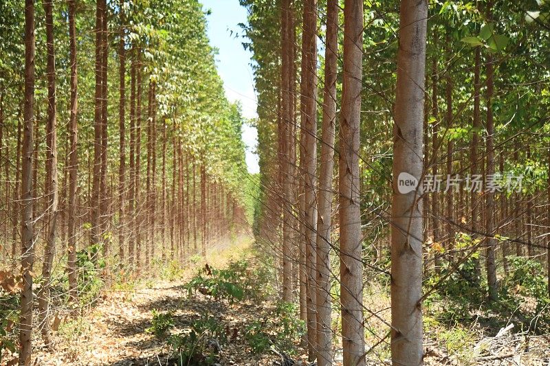 在巴伊亚的桉树种植园