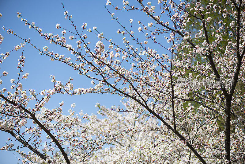 樱花樱花