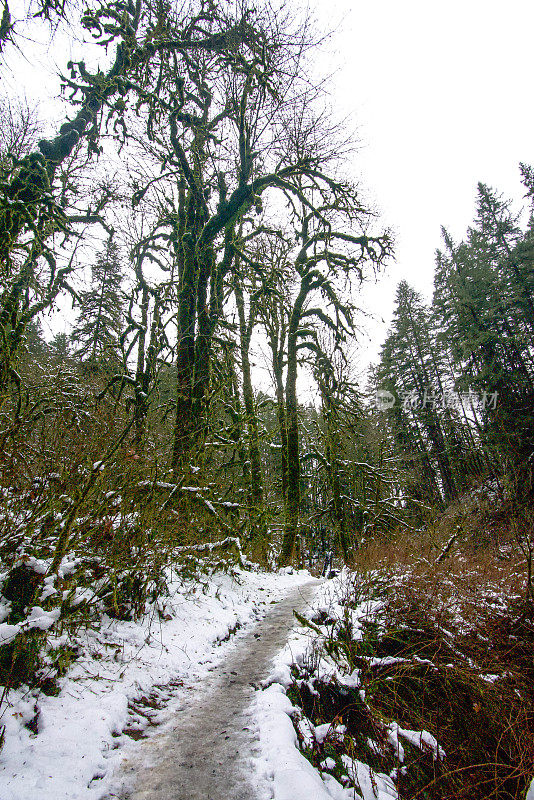 雪道冬季徒步苔藓树