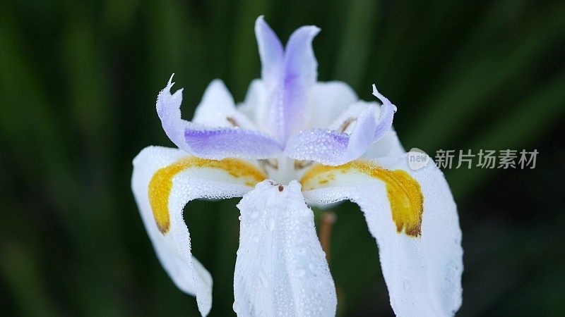 白色鸢尾花盛开，园艺在加利福尼亚，美国。娇嫩的花朵在春天的清晨花园里盛开，花瓣上沁出露珠。春天的植物群在软焦点。自然植物近距离背景