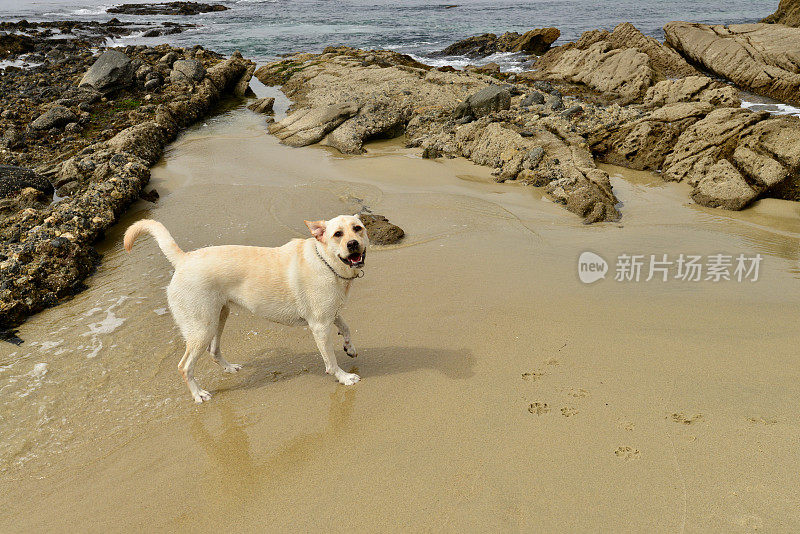 拉布拉多幼犬