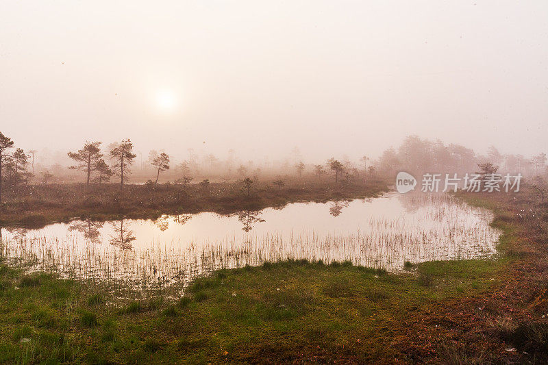 在索玛国家公园的爱沙尼亚沼泽里，一个令人惊叹的夏日，一个平静而美丽的雾蒙蒙的早晨