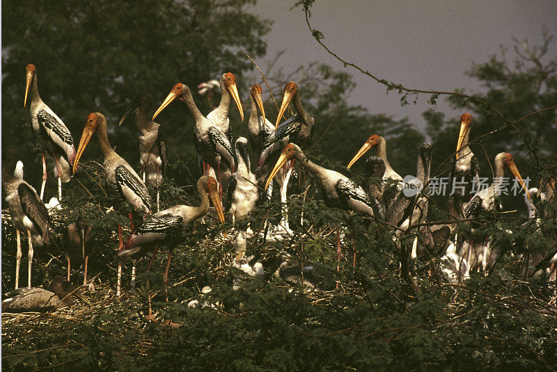 Bird-Painted鹳