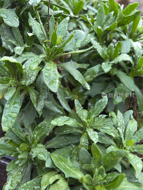 被雨滴覆盖的绿色花园植物。