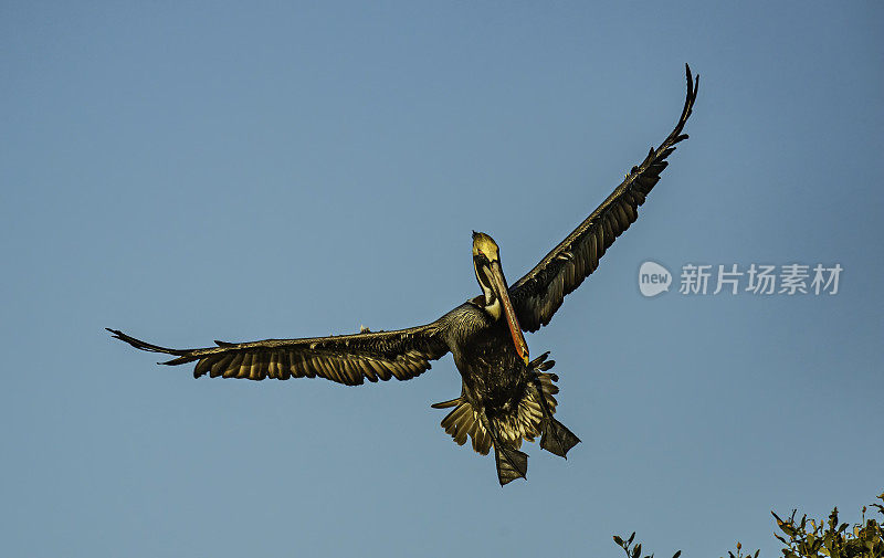褐鹈鹕、西花鹈鹕、奥杜邦阿拉菲亚银行鸟类保护区;鸟岛;希尔斯堡惨案湾;坦帕湾;佛罗里达。飞行。