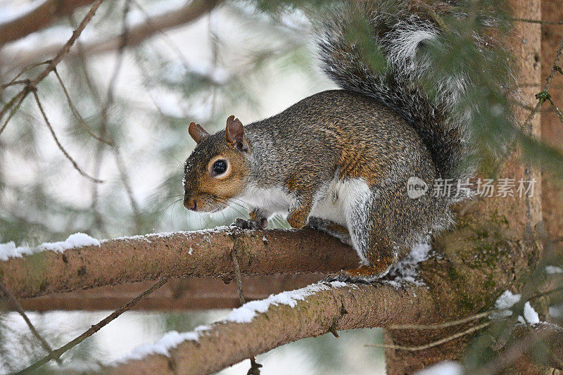 灰松鼠在雪白的常青树上