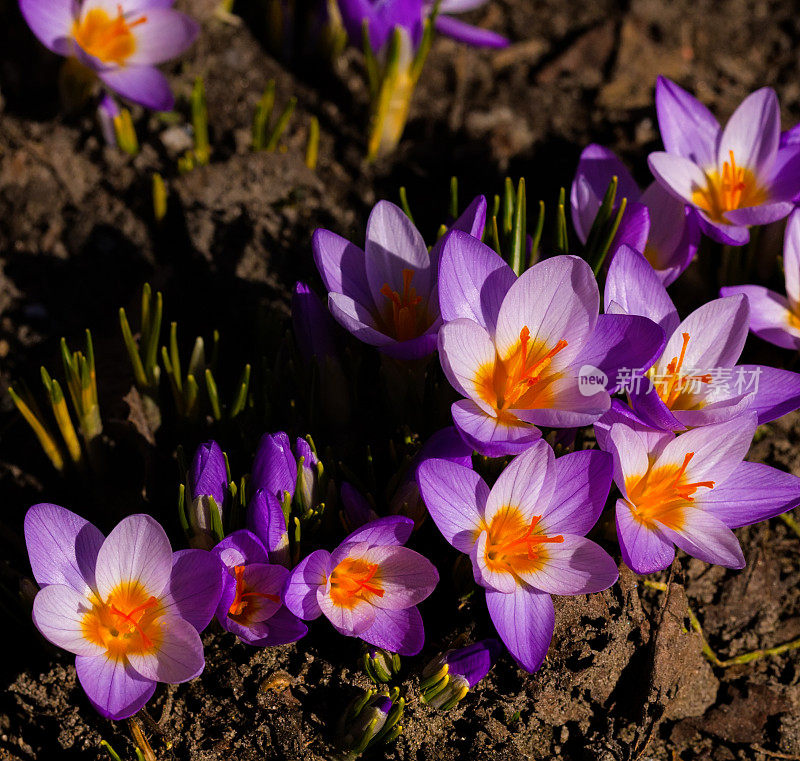 早春的紫色番红花在褐色的地上开花发芽。