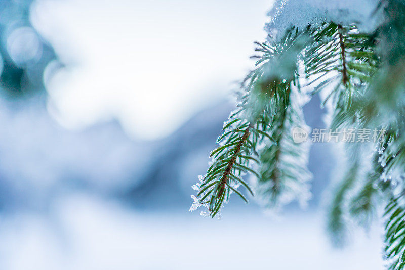 透过白雪覆盖的树枝，可以看到湖、森林和山脉