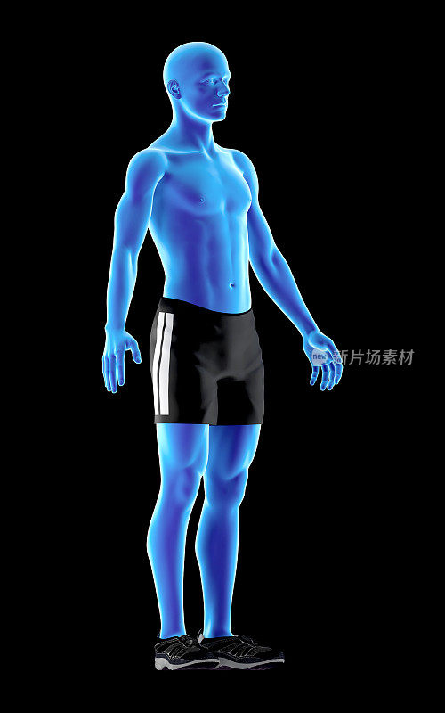 人体解剖的一个瘦型体的3D插图