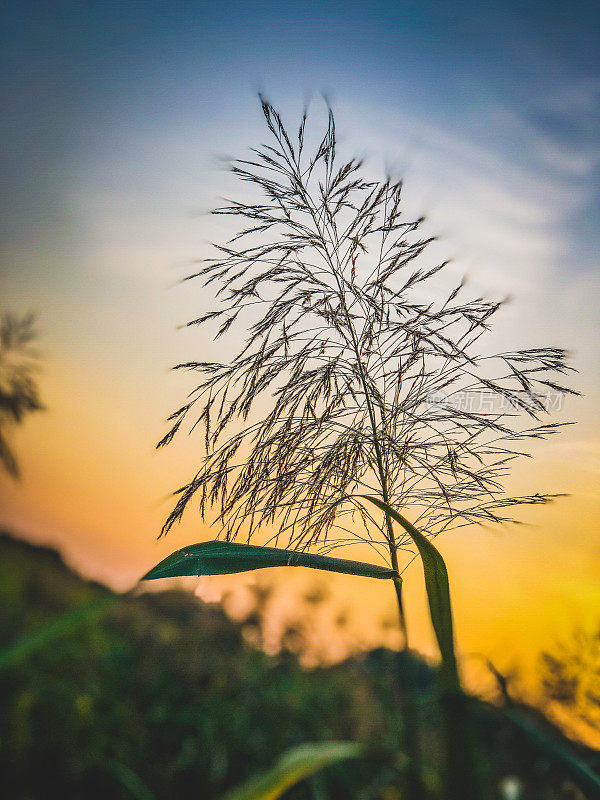 夕阳下美丽的芦苇。