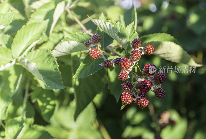 在灌木上有选择性地集中未成熟的黑莓。一些浆果