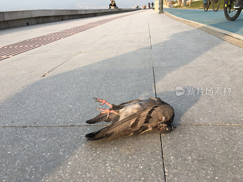 死鸽子躺在街上。