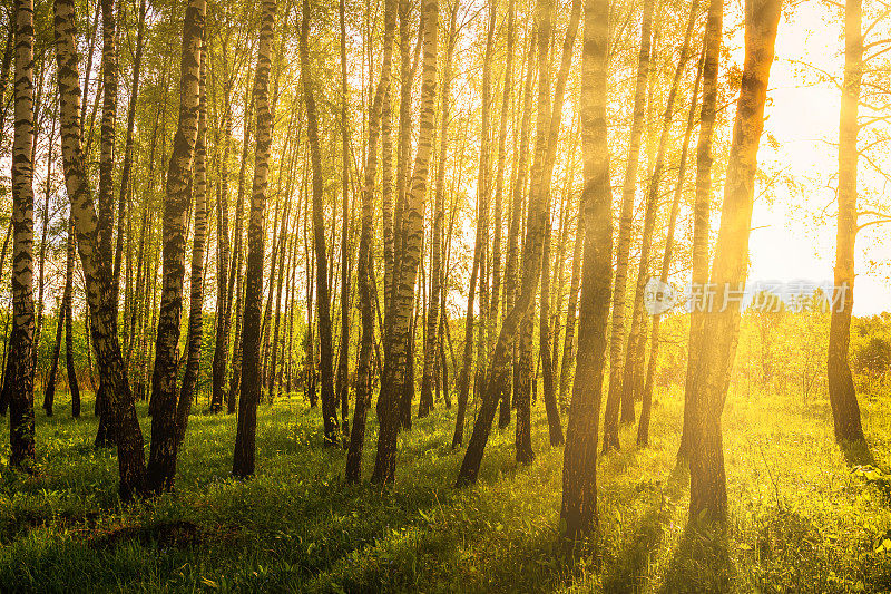 在春天的日落或日出时，穿过林中桦树树干的太阳光。