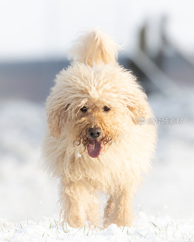 雪地里的拉布拉多犬