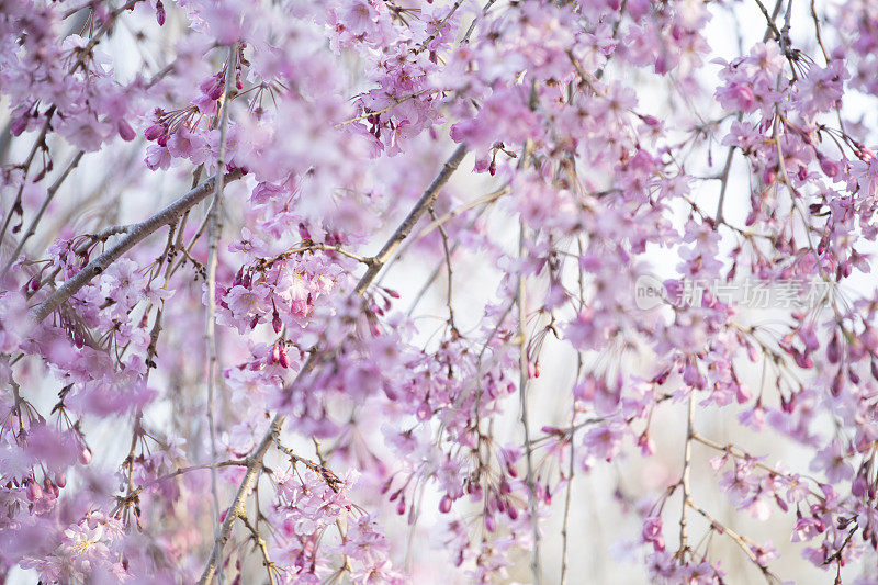 落花樱