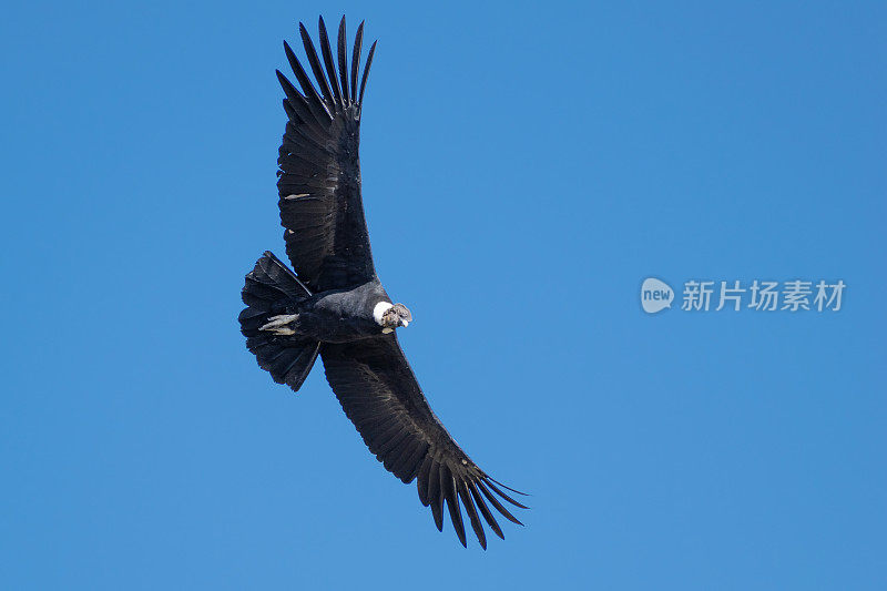 安第斯秃鹰，科尔卡峡谷，秘鲁