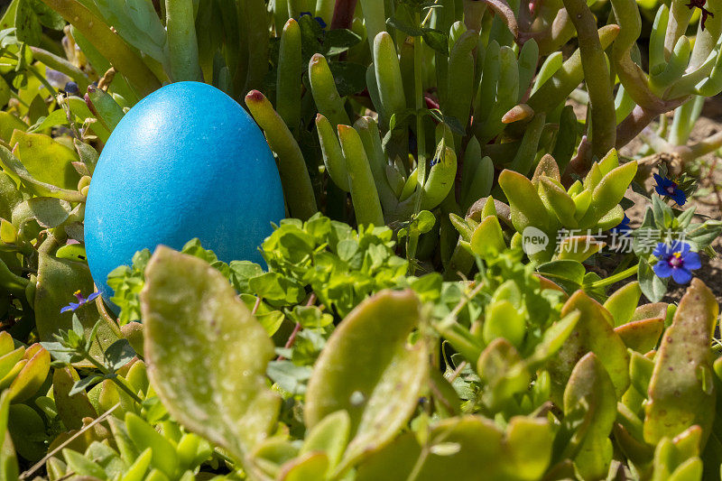 一个隐藏在草地上的蓝色复活节彩蛋