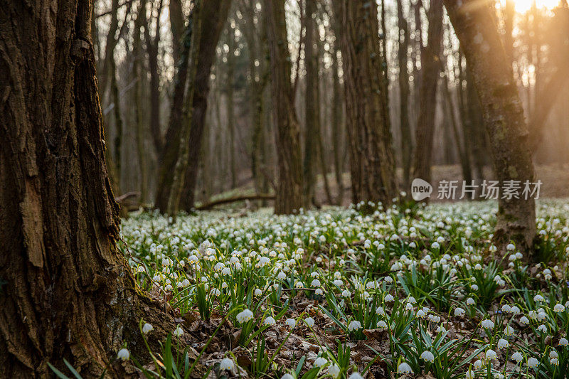 森林中盛开的雪花树