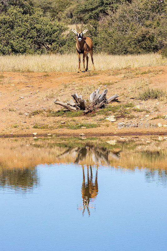 罗安羚羊在一个水坑