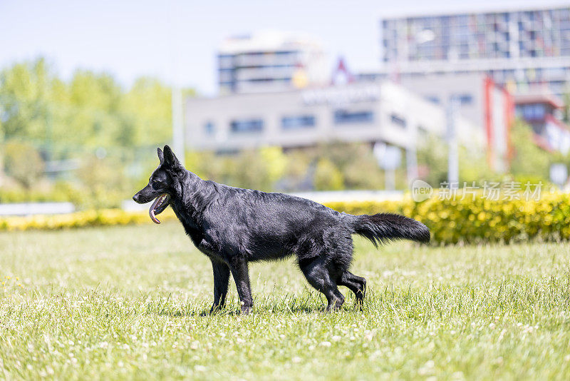 黑色德国牧羊犬坐在草地上