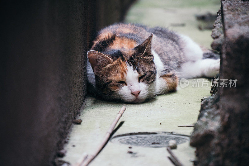 一只白花猫睡在一条狭窄的通道上