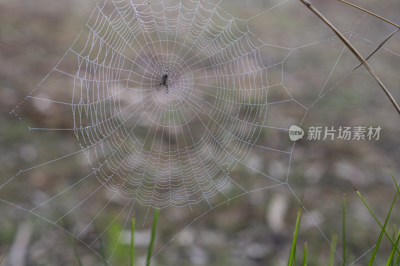 结露蜘蛛网