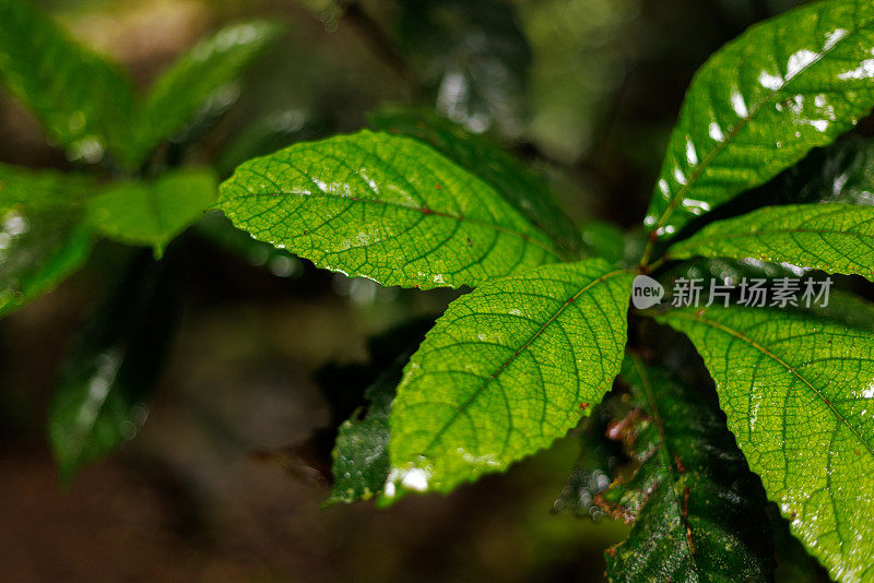 森林树叶上的雨露