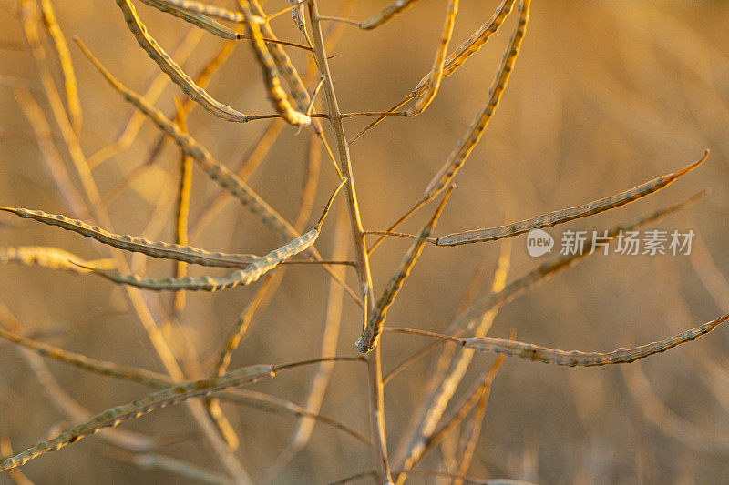 甘蓝型油菜的种子可以收割了