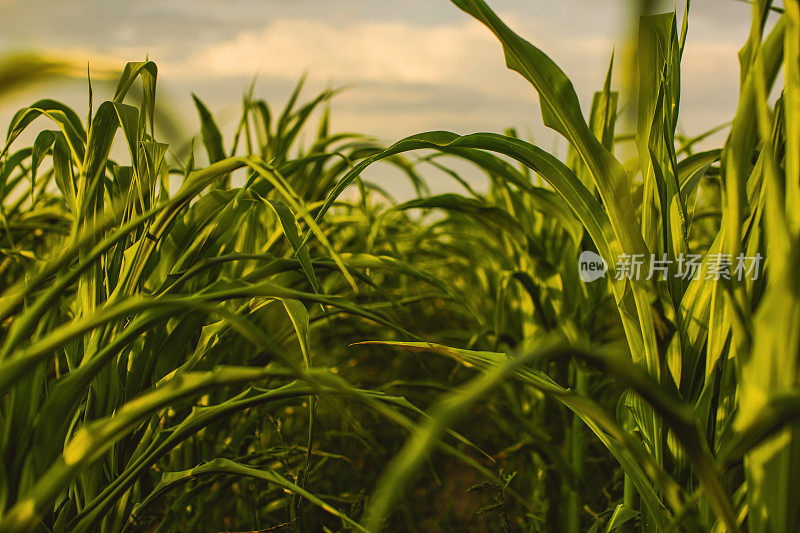 晴天的玉米地。夕阳照亮了玉米。农场。美丽的乡村风景。农业活动。耕种土地。多汁的植物。种植粮食