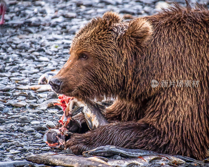 美国河上吃死鲑鱼的科迪亚克熊
