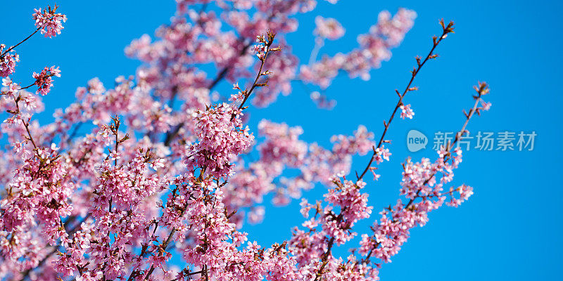 粉红色的樱花，美丽的粉红色的日本樱花树在蓝色的天空背景在花园