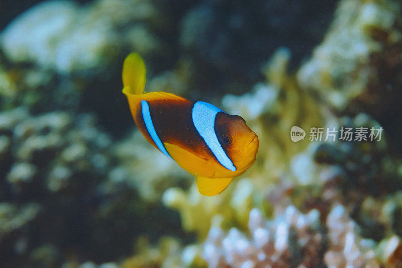 海洋生物。水下场景与海葵和海葵鱼鱼小丑鱼。水肺潜水员的观点。