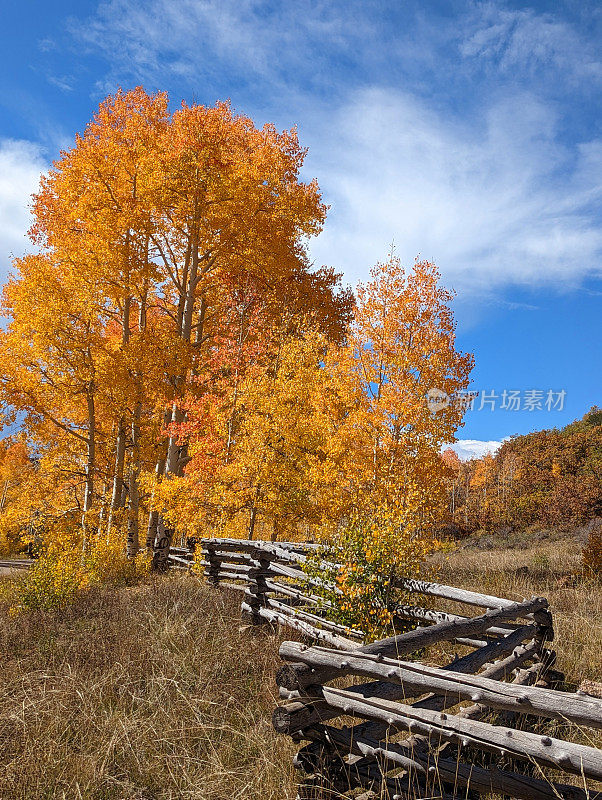 在犹他州雪松城的雪松山上，质朴的原木栅栏和秋天的颜色在白杨树之间