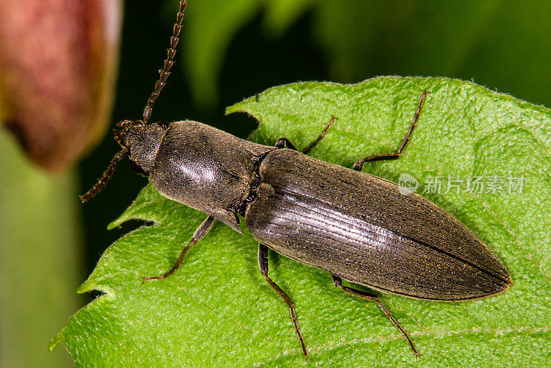 一只棕色毛茸茸的咔嗒甲虫的特写。