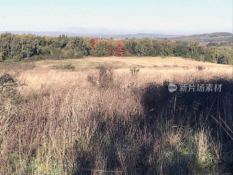 野生秋天的风景