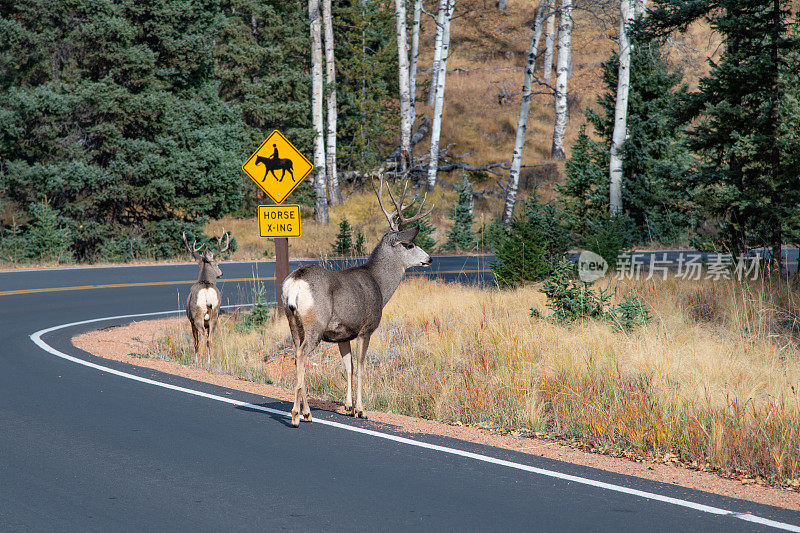 两只骡鹿(雄鹿)穿过马路去吃不同的草