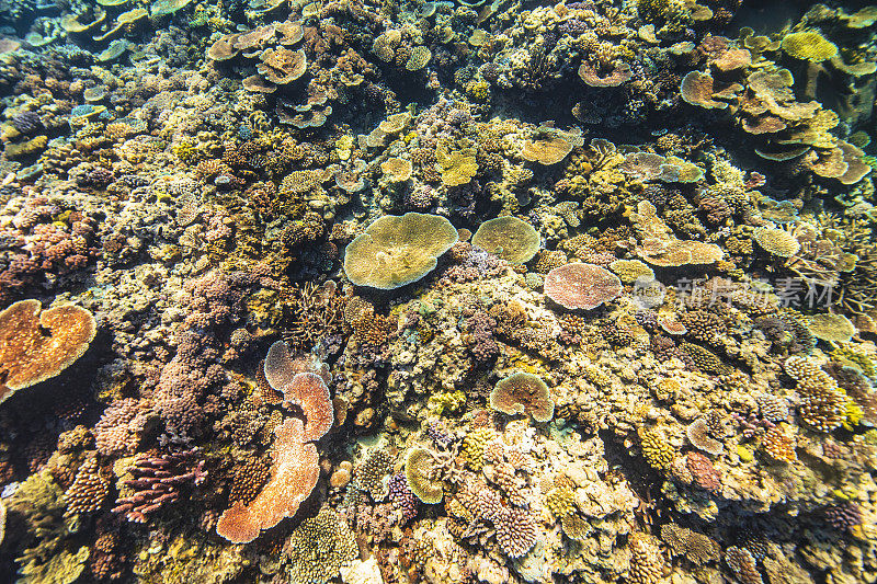 五彩斑斓的水下自然背景珊瑚礁头。